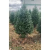 4 ft. Fresh Cut Balsam Fir Christmas Tree