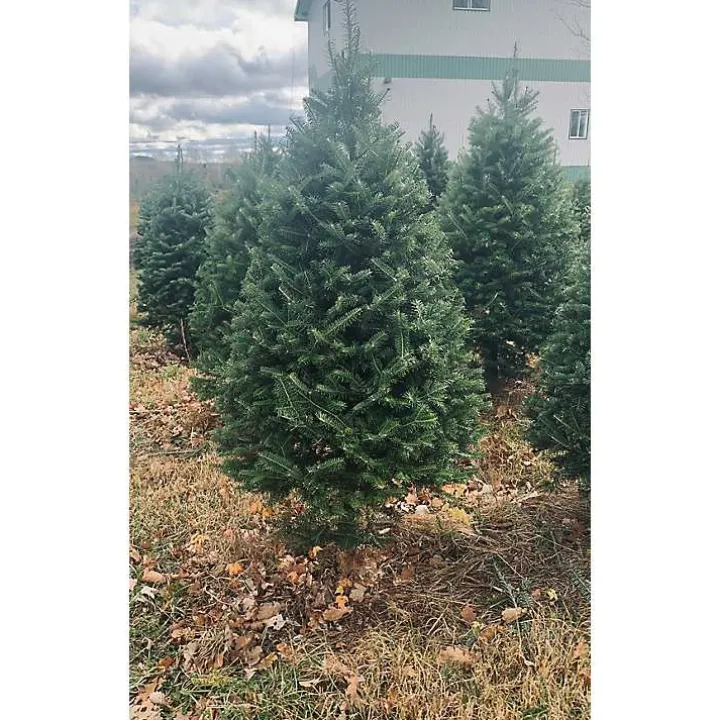 4 ft. Fresh Cut Balsam Fir Christmas Tree