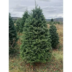 5 ft. Fresh Cut Balsam Fir Christmas Tree