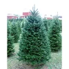 6 ft. Fresh Cut Balsam Fir Christmas Tree