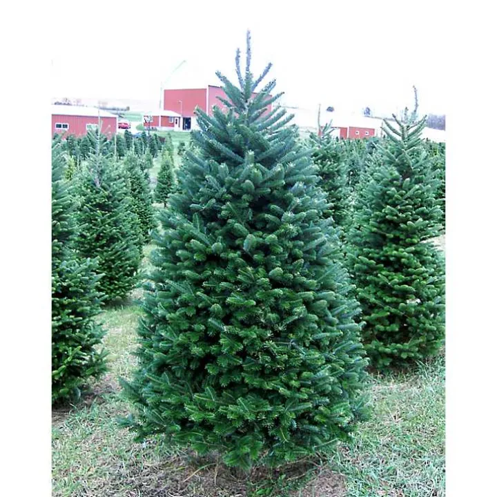 6 ft. Fresh Cut Balsam Fir Christmas Tree