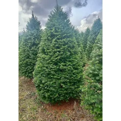 7 ft. Fresh Cut Balsam-Fraser Fir Christmas Tree