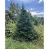 6 ft. Fresh Cut Canadian Fraser Fir Christmas Tree