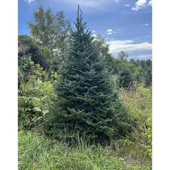 5 ft. Fresh Cut Canadian Fraser Fir Christmas Tree
