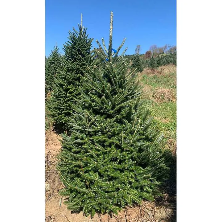 6 ft. Fresh Cut Fraser Fir Christmas Tree