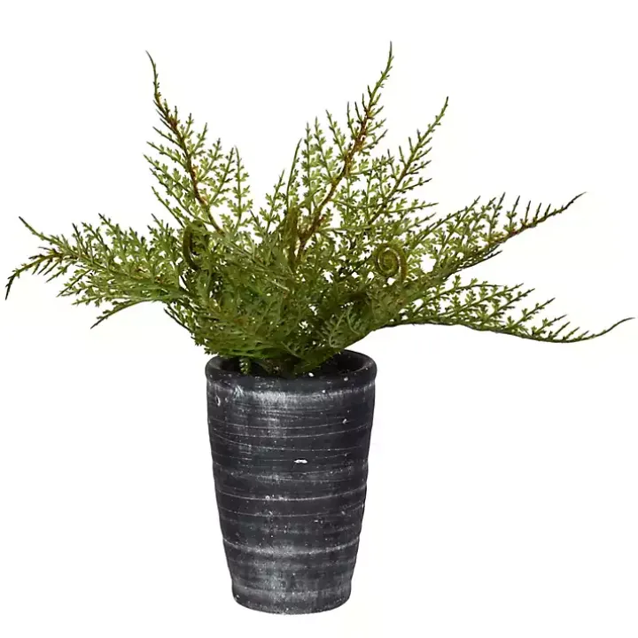 Asparagus Fern in Tall Black Planter