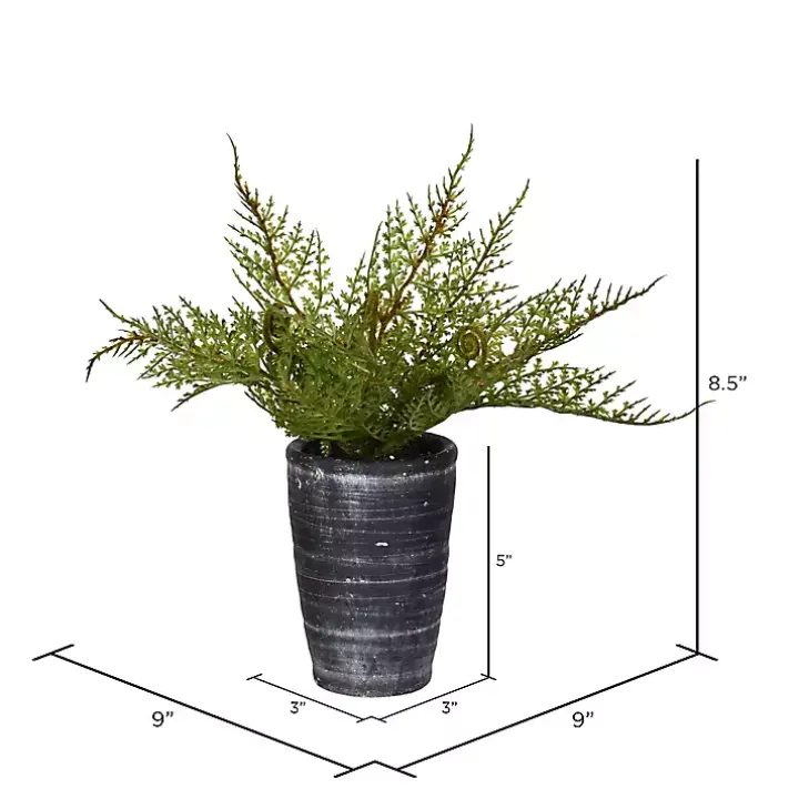 Asparagus Fern in Tall Black Planter