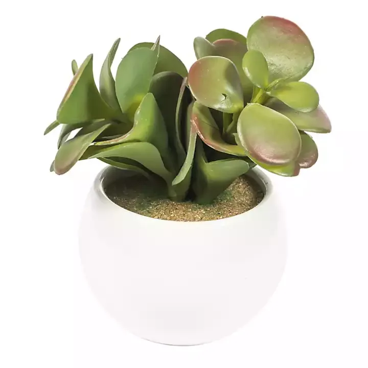 Assorted Succulents in White Planters, Set of 3