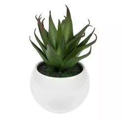 Assorted Succulents in White Planters, Set of 3