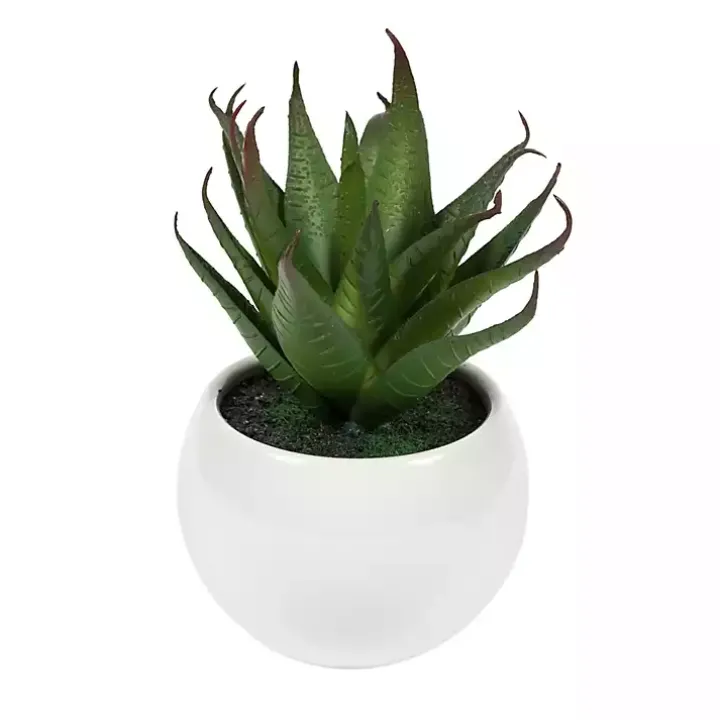 Assorted Succulents in White Planters, Set of 3