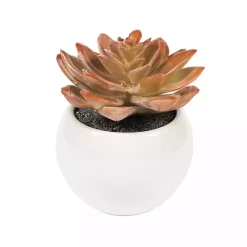 Assorted Succulents in White Planters, Set of 3