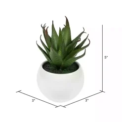 Assorted Succulents in White Planters, Set of 3