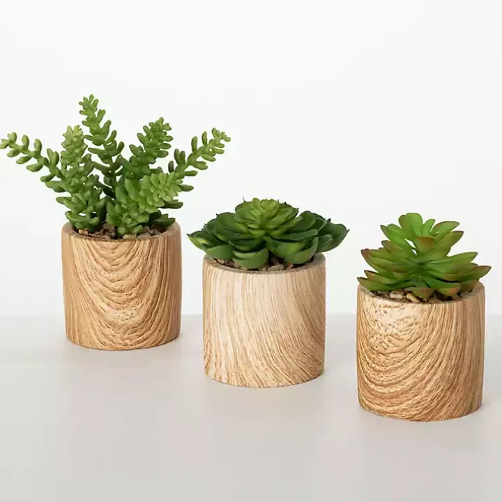 Assorted Succulents in Wooden Pots, Set of 3