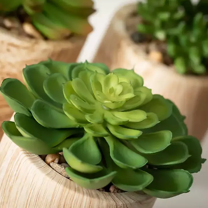 Assorted Succulents in Wooden Pots, Set of 3