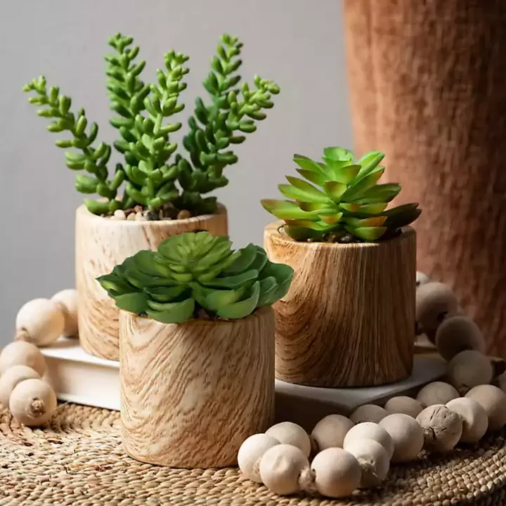 Assorted Succulents in Wooden Pots, Set of 3