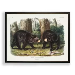 Audubon Woodland Bears Framed Art Print