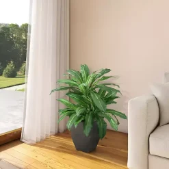 Birdnest Palm Tree in Black Planter