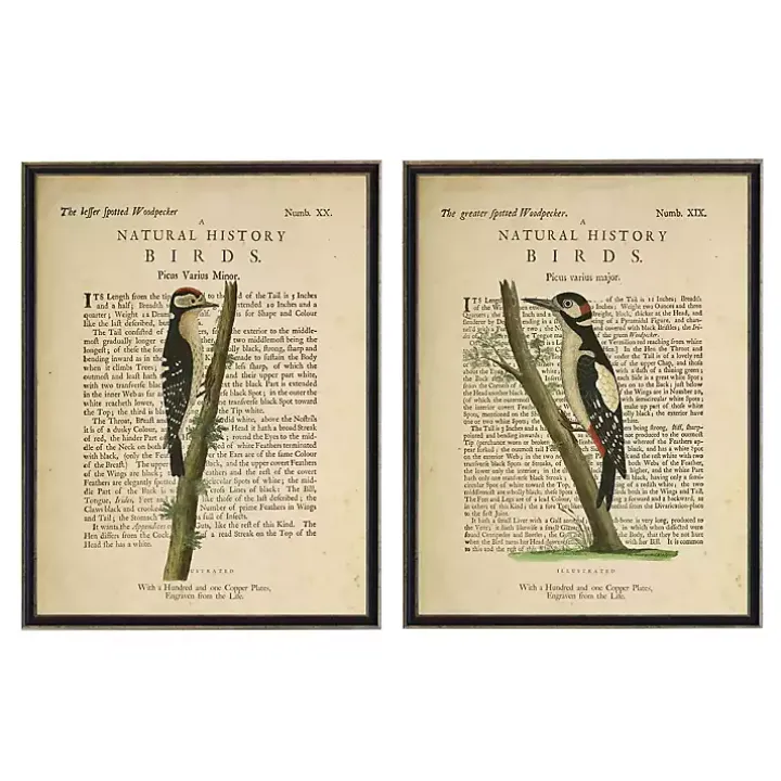 Birds Diagram II Framed Art Prints, Set of 2