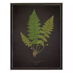 Black Fern VI Framed Art Print