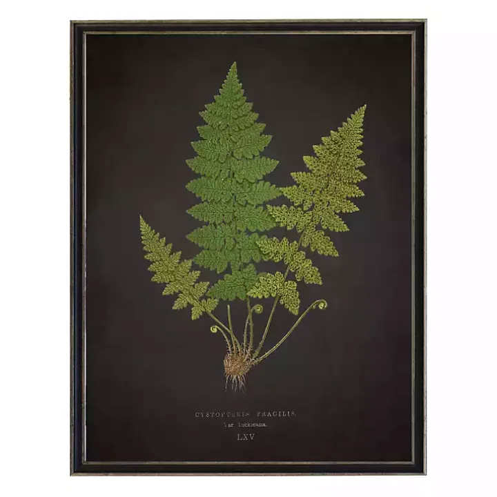 Black Fern VI Framed Art Print