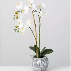 Blooming White Orchid Potted Floral Arrangement