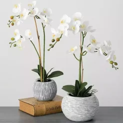 Blooming White Orchid Potted Floral Arrangement