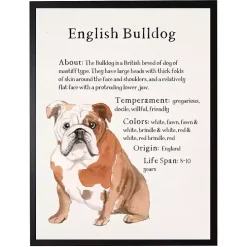 English Bulldog Facts Framed Wall Plaque