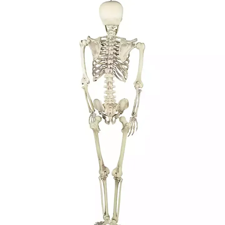 Life Size Outdoor Skeleton Decoration