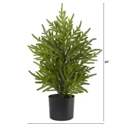 Norfolk Island Pine Mini Tree in Black Planter
