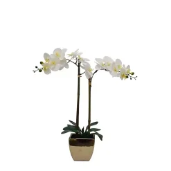 Orchid Arrangement in Gold Pot