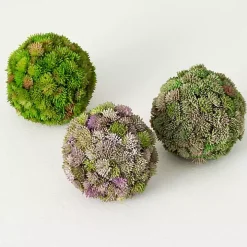 Sedum Succulent Orbs, Set of 3