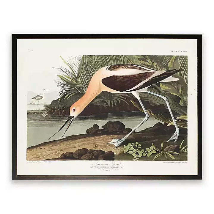 Vintage American Avocet Bookplate Framed Art Print