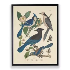Vintage Blue Jays Birds Framed Art Print