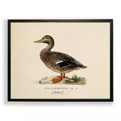 Vintage Female Mallard Duck Framed Art Print