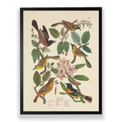 Vintage Oriole Birds Framed Art Print