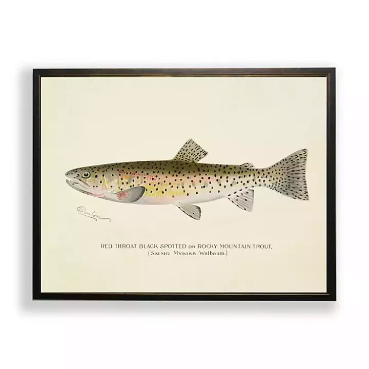 Vintage Rocky Mountain Trout Framed Art Print