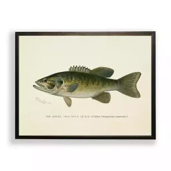 Vintage Small Mouthed Bass Framed Art Print