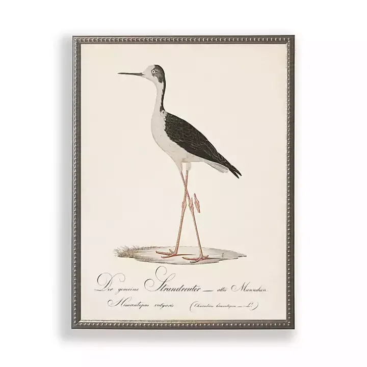 Vintage Waterbird Facing Left Framed Art Print