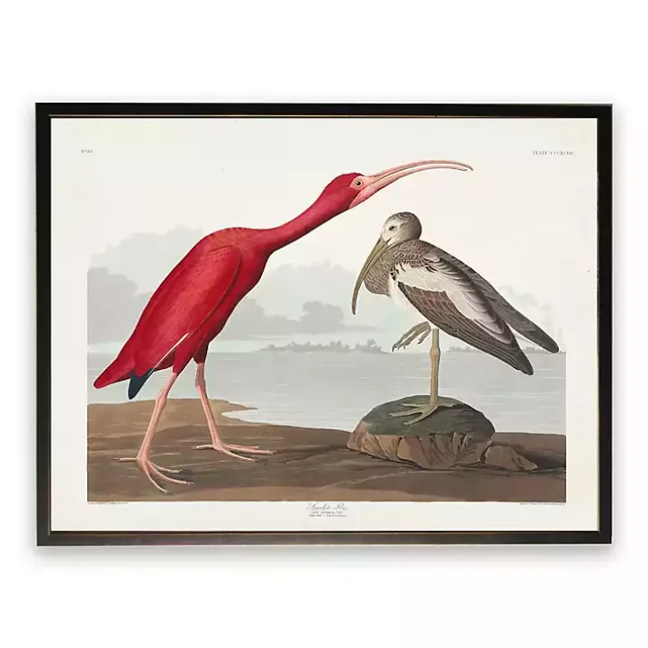 Vintage Waterbird Pair Bookplate Framed Art Print