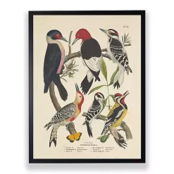 Vintage Woodpecker Birds Framed Art Print