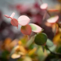 Warm Toned Eucalyptus Stems, Set of 3