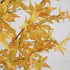 Yellow Maple Tree in Black Planter, 7 ft.