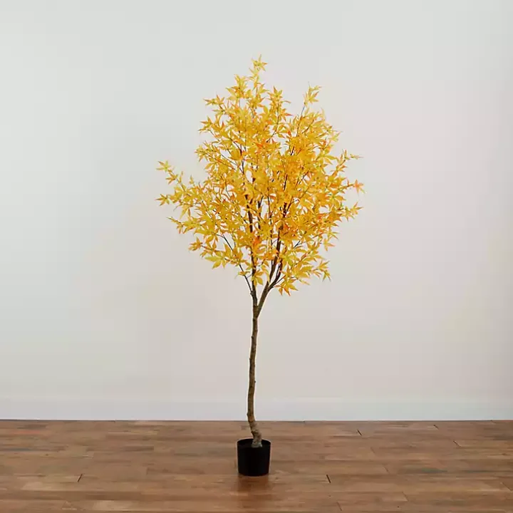 Yellow Maple Tree in Black Planter, 7 ft.